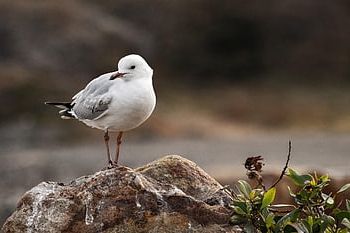 seagull, bird, perched, animal, feathers, plumage, beak, bill, bird Watching, ornithology, animal World