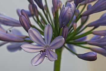 blossom, bloom, ornamental Lily, container Plant, plant, macro, close Up, ornamental Plant, balcony, terrace, agapanthus