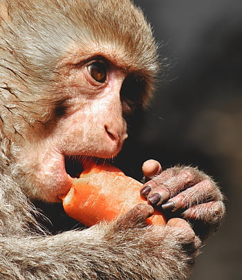 makak barbary, posiłek, marchewka, uroczy, Gatunki Zagrożone, małpi górski salem, zwierzę, Natura, dzikie zwierze, ogród zoologiczny