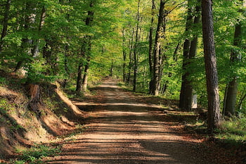 pohon, jalan, hutan, jejak, jalur hutan, jejak hutan, jalur alam, jejak alam, alam, jauh, pemandangan