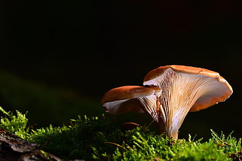 jamur, lumut, jamur cakram, jamur hutan, hutan, alam, merapatkan
