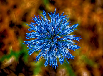 fiore blu, cardo, vivido blu, avvicinamento, sfondo sfocato, pianta blu, fotografia di fiori, fotografia naturalistica, immagine floreale, cardo blu, fiore del globo