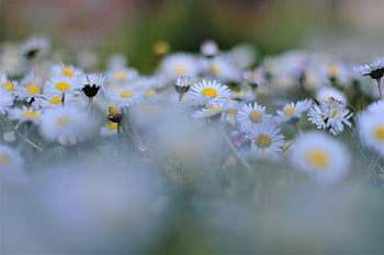 white, spring, flowers, garden, nature