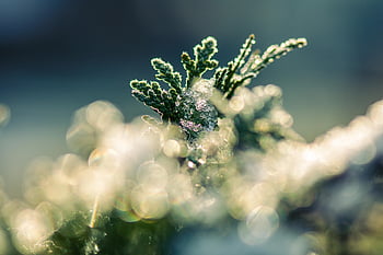 strom, mráz, led, Příroda, zamrzlý, krystaly, Studený, thuja, zimní