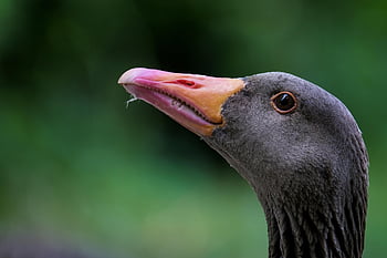greylag Goose, head, beak, goose, wildlife, avian, ornithology
