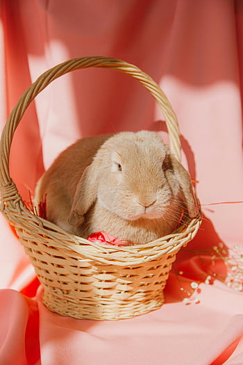 bunny in basket, cute bunny, wicker basket, pink background, Easter theme, spring theme, adorable rabbit, festive photo, Easter bunny, spring bunny, cute animal photo