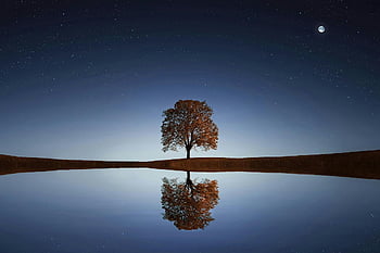 night landscape, solitary tree, calm waters, starry sky, tree reflection, serene night, night scene, starry night, water reflection, night photography, peaceful scene