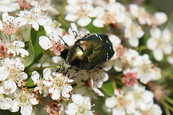 cetonia aurata, insetto, scarafaggio, giardino, primavera, fiorire, natura, cotoneaster, foraggiamento