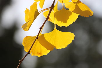 ginkgo, odchodzi, Oddział, jesień, Miłorząb dwuklapowy, drzewo miłorzębu, drzewo, roślina, listowie, żółte liście, flora