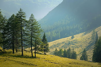 Natur, Reise, Wald, Landschaft, Berge, Bäume, draußen, Wanderung, erkunden