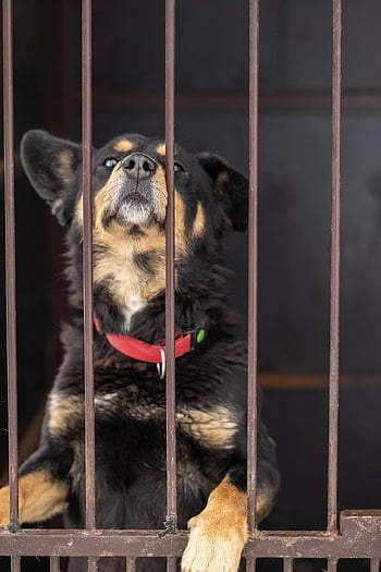 Hund, Haustier, Annahme, Rettung, Natur, süß, Tier, Šuo Iš Prieglaudos, Mažas Draugas, Prieglauda, suo