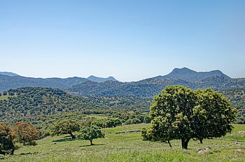 Spagna, andalusia, Provincia di Malage, Provincia, malaga, Sierra de Grazalema, Parco Naturale, paesaggio, montagne, collina, alberi