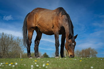 horse, animal, pasture, grazing, stallion, brown Horse, equine, farm Animal, mammal, field, nature