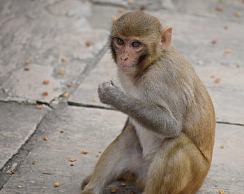 animal, nature, monkey, mammal, primate, species, eating, face, cute, food, ape