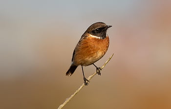 stonechat, bird, animal, male Stonechat, wildlife, small Bird, songbird, perched, beak, nature, closeup
