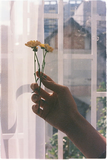 persona che tiene un fiore giallo, vicino alla finestra, mano delicata, Luce indoor morbida, fiori gialli, Scena indoor, luce naturale, immagine floreale, mano che tiene i fiori, sfondo della finestra, luci soffuse