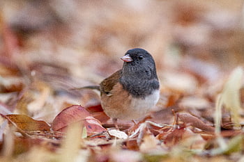 pták, listy, podzim, peří, zvíře, divočina, Příroda, malý, hledá, zvědavý, les