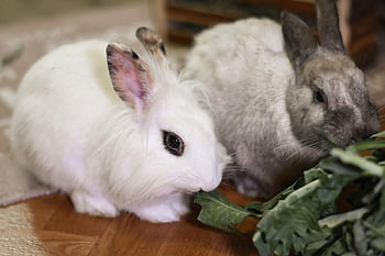 dwarf Rabbit, lion Head, race, domestic Animal, rabbits, dwarf Bunny, rabbit, cute, animal, easter Bunny, easter