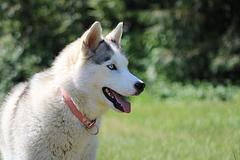 chraplavý, sibiřský husky, domácí zvíře, Pes, zvíře, sibiřský, závod, portrét, tažný pes