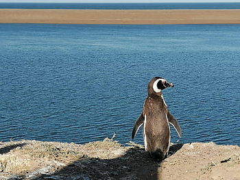 penguin, valdes Peninsula, patagonia, argentina, nature, tourism