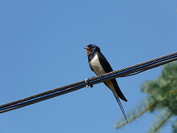 swallow, bird, swallows, birds, flying, pen, sky, wing, nature, portrait