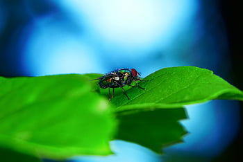 padlinówka Imperial, fly Fishing, insect, leaf, sky, blue, blue Sky, animals, nature, outside, invertebrates