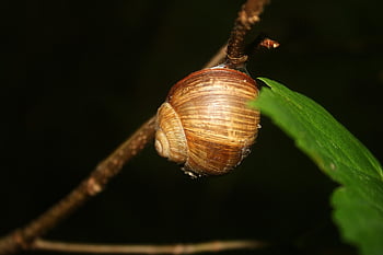 hlemýžď, měkkýš, plži, shell, druh