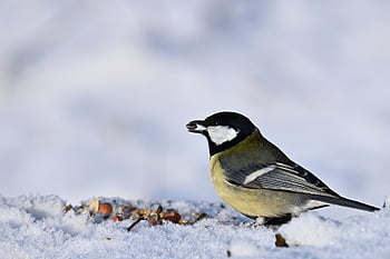 great Tit, tit, bird, animal, feathers, plumage, wildlife, nature, snow, winter, cold