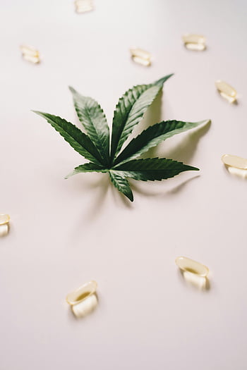 ورقة القنب،  كبسولات زيت CBD،  خلفية بيضاء،  اوراق خضراء،  المكملات العشبية،  علاجات طبيعية،  الطب البديل،  المنتجات الصحية،  العافية،  نباتي،  القنب الطبي