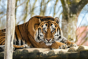 harimau Bengali, bidikan close-up, kehadiran yang agung, beristirahat di luar ruangan, panthera tigris, garis-garis harimau, fotografi satwa liar, habitat alami, kucing besar, potret hewan, wajah harimau