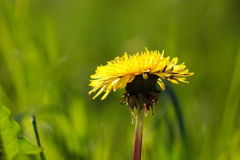 paardebloem, gele bloem, bloem, bloesem, bloeien, fabriek, weide, detailopname, flora, de lente