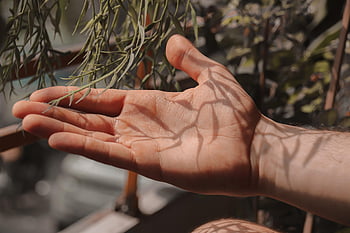 wellness, balance, life, nature, hand, shadow, concept, conceptual, back To Nature, environment, life Balance
