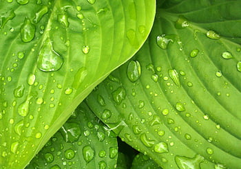 kapky vody, zelené listy, Přírodní krásy, svěžest, zářivá zelená, kapky rosy, list textura, fotografování přírody, detailní fotografie, vodní korálky, povrch listu