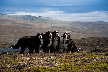swiss Mountain Dogs, dogs, animals, swiss Cattle Dogs, sennenhund, pets, mammals, canine, domestic Dogs, cute, nature