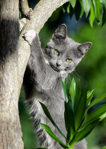 kucing, anak kucing, membelai, menghadapi, cambang, kucing muda, hewan, kucing rumahan, licik, mamalia, imut