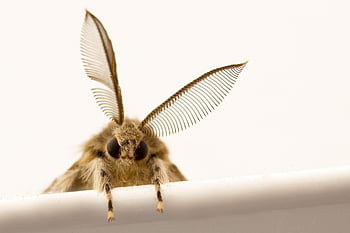 mol, hmyz, křídla, entomologie, makro