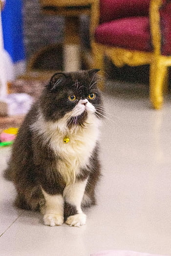 long coated cat, Persian cat, fluffy coat, adorable cat, indoor cat, cute demeanor, cat collar, fluffy Persian, indoor pet, cat with bell, cat sitting