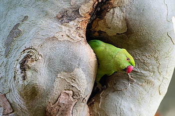 perruche à collier, oiseau, la nature, perruche, perroquet, psittacula krameri, arbre, oiseau vert, faune, tropical, sycomore