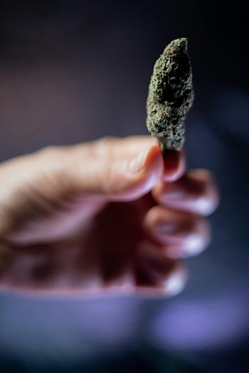 květ konopí, detailní fotografie, osoba drží, konopí bud, Podrobný detail, ruka hospodářství, Marihuana Bud, zelený bud, konopí, lékařské marihuany, rekreační marihuana