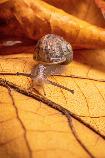 hlemýžď, makrofotografie, Příroda, plži, oranžový, zvíře, zahrada, podzim