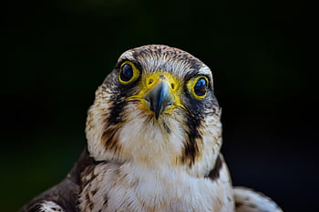 bird, kestrel, falcon, hawk, animal, nature, wildlife, wild, natural, landscape, feather