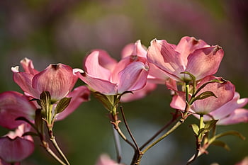 cornus, flowering Branch, blossom, flower Background, beautiful Flowers, bloom, flower, flower Wallpaper, tree, spring, american Dogwood