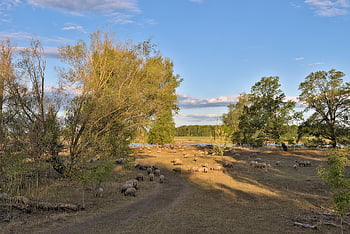 ovce, stádo ovcí, hospodářských zvířat, pastvina, zvířat, Příroda, venkovský, ekologie, zemědělství, Ziltendorferská nížina