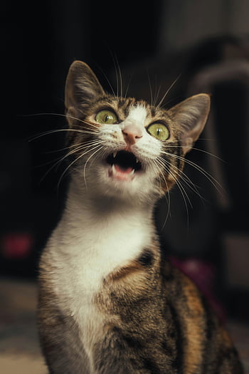 close-up photography, calico cat, cute tabby cat, bright eyes, open mouth, indoors, animal portrait, pet photography, feline, whiskers, green eyes