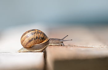 かたつむり、 シェル、 軟体動物、 カタツムリの殻、 ゆっくり、 自然、 動物、 動物相、 腹足類、 動物の世界