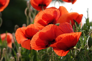 poppy, flowers, plant, beautiful Flowers, flower Wallpaper, common Poppy, red Poppy, flower Background, red Flowers, petals, bloom