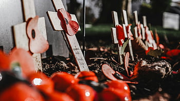 red poppies, cemetery, symbolic crosses, remembrance, fallen soldiers, honor, memorial, poppy flowers, grave markers, war remembrance, poppy remembrance