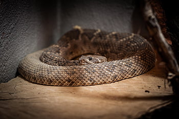 rattlesnake, reptile, snake, poisonous, dangerous, predator, animal, nature
