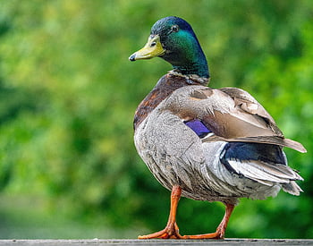 pato selvagem, Pato, pássaro, animais selvagens, Pato macho, aves aquáticas, pássaro aquático, ave aquática, animal, plumagem, aviária