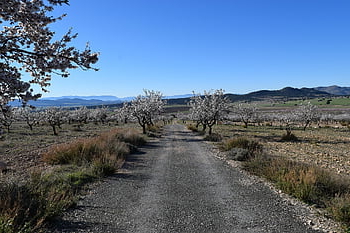 ścieżka, pole, krajobraz, iść, Natura, wiejski, wędrówki, Murcia, cañada de la cruz, Hiszpania